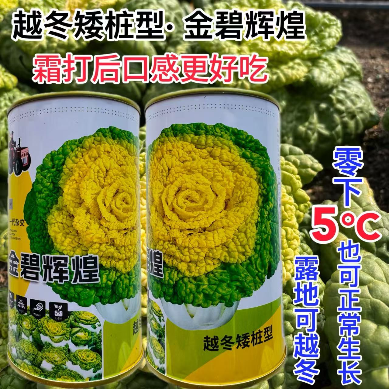 金碧辉煌黄心菜种子耐寒秋冬黄心乌塌菜越冬特矮涮火锅白菜种子籽