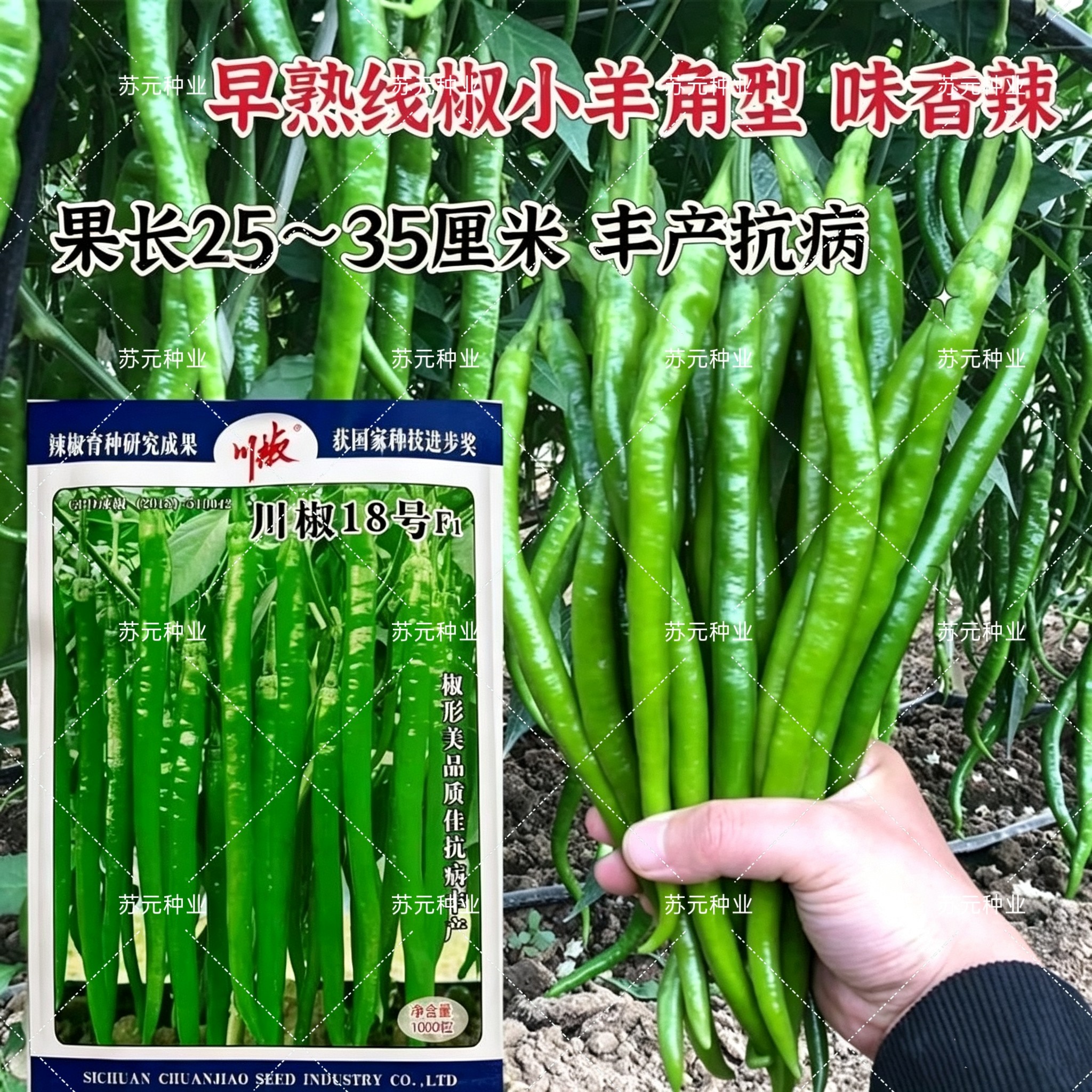 川椒18号辣椒种子早熟线椒种籽连续坐果强四季蔬菜种子春秋线椒种
