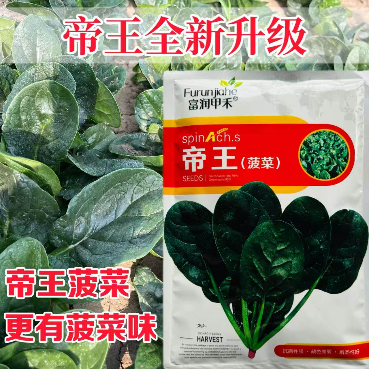 荷兰帝王菠菜种子耐寒耐抽苔抗病春秋越冬早熟抗死苗肉厚蔬菜种孑