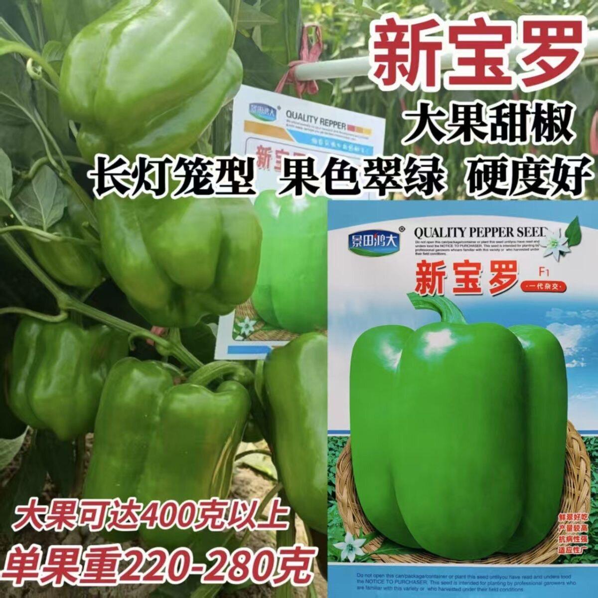 新宝罗辣椒种子中熟杂交一代甜椒种籽抗病长灯笼型春秋播种蔬菜籽
