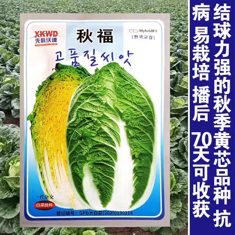 秋福大白菜种子口感好绿叶黄心大白菜籽早熟抗病农家秋季播种精选