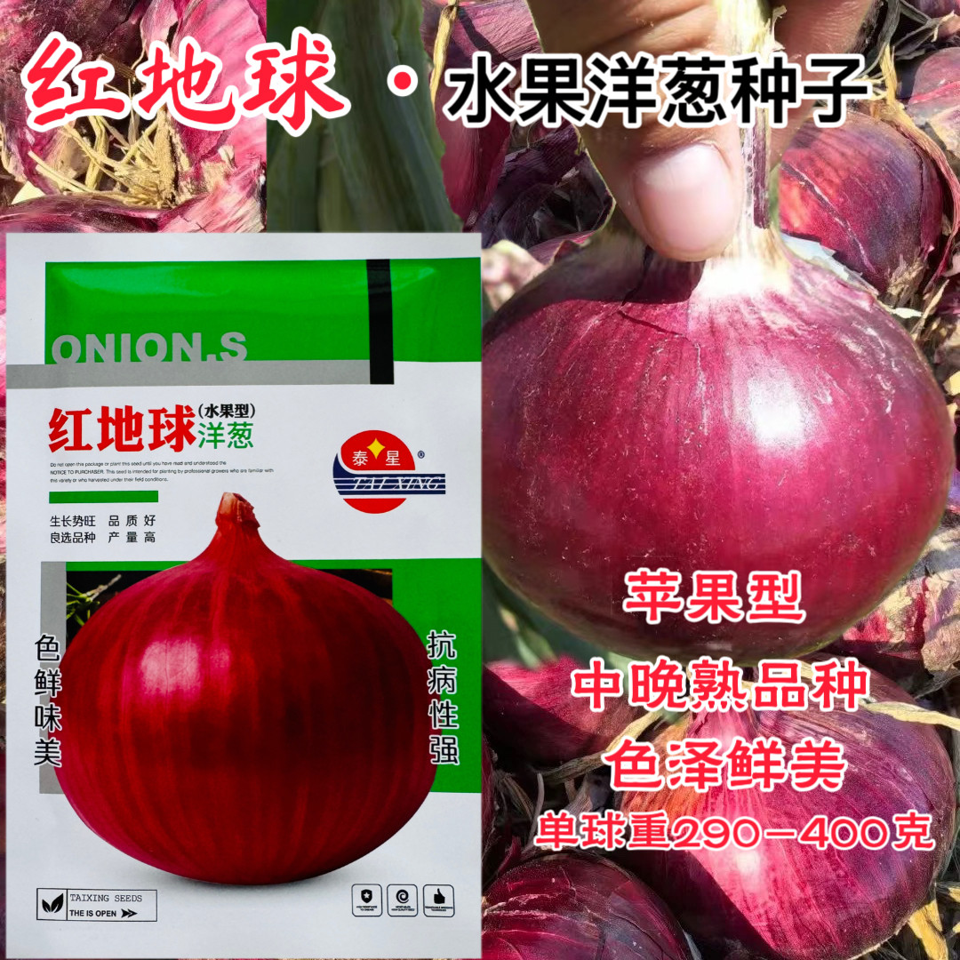红地球红皮水果洋葱种子口感好红皮白肉高产抗病商品性佳秋季播种
