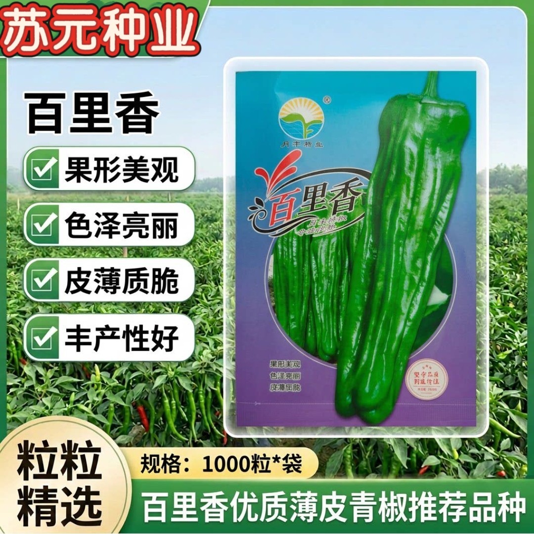 百里香薄皮辣椒种子 早熟大果灯笼椒质脆 四季播种农家菜园大田播