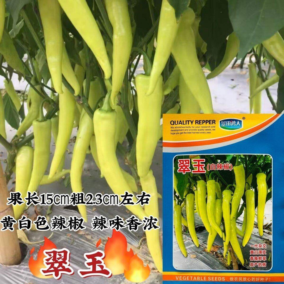 翠玉白辣椒种子黄白色泡椒种子辣味香浓改良早熟品种抗热基地专用
