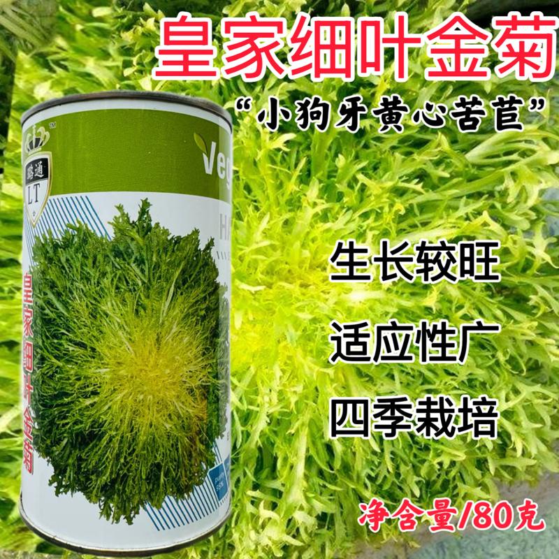 皇家细叶金菊苦菊种子碎叶黄心苦苣种籽南方北方春秋四季蔬菜种子