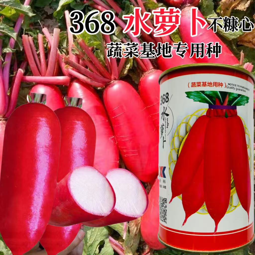 368水萝卜种子皮红肉白水果种籽基地用种阳台四季盆栽春季蔬菜孑