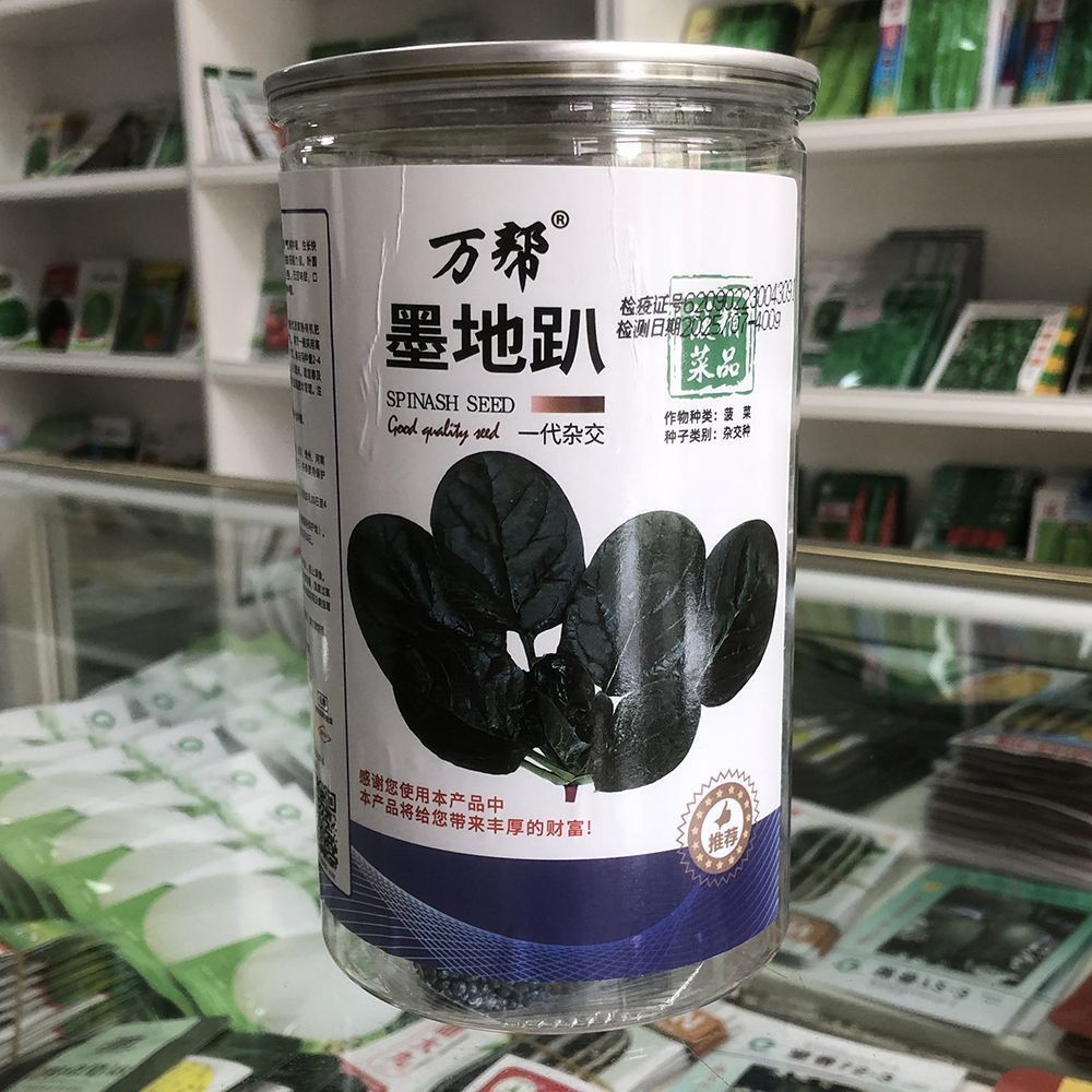 万帮墨地趴原装菠菜种子 杂交一代产量高抗霜霉病 春秋播种