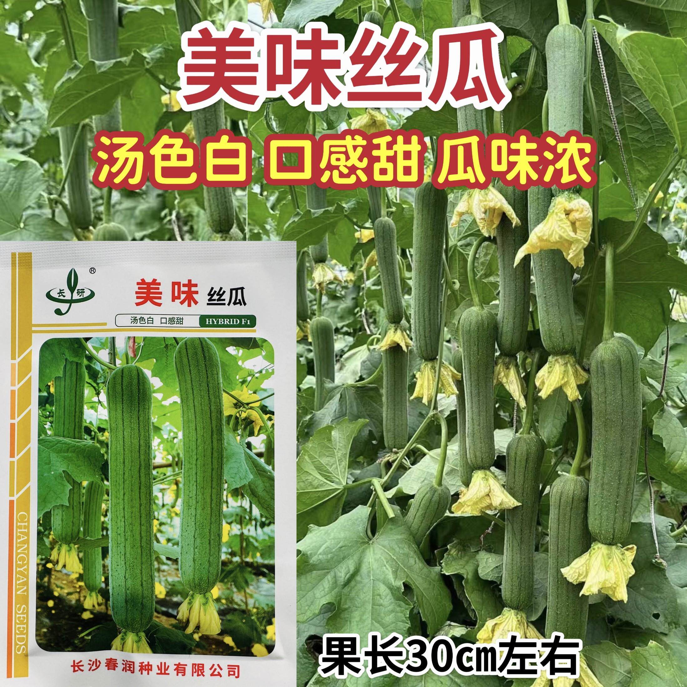 美味丝瓜种子口感甜高产早熟中长棒形丝瓜种子汤色白瓜味浓