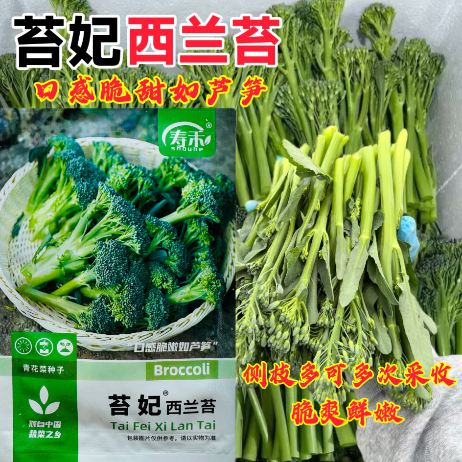 西兰苔种子四季阳台盆栽蔬菜甜杆西兰花苔种籽西蓝苔易种青菜籽种