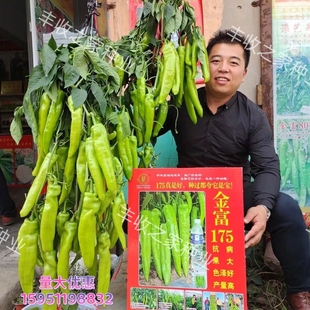 河南金富175大果牛角椒种子鲜亮黄绿皮早熟抗病2 辣椒种子