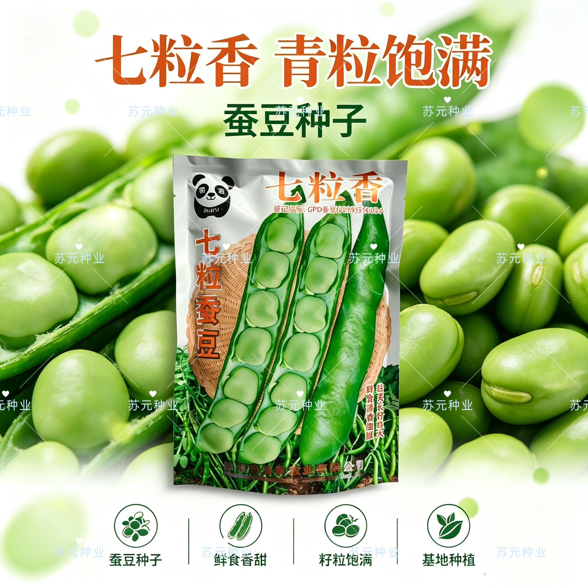 七粒香蚕豆种子香蕉蚕豆种籽特大蚕豆种子高产罗汉豆耐寒胡豆种子
