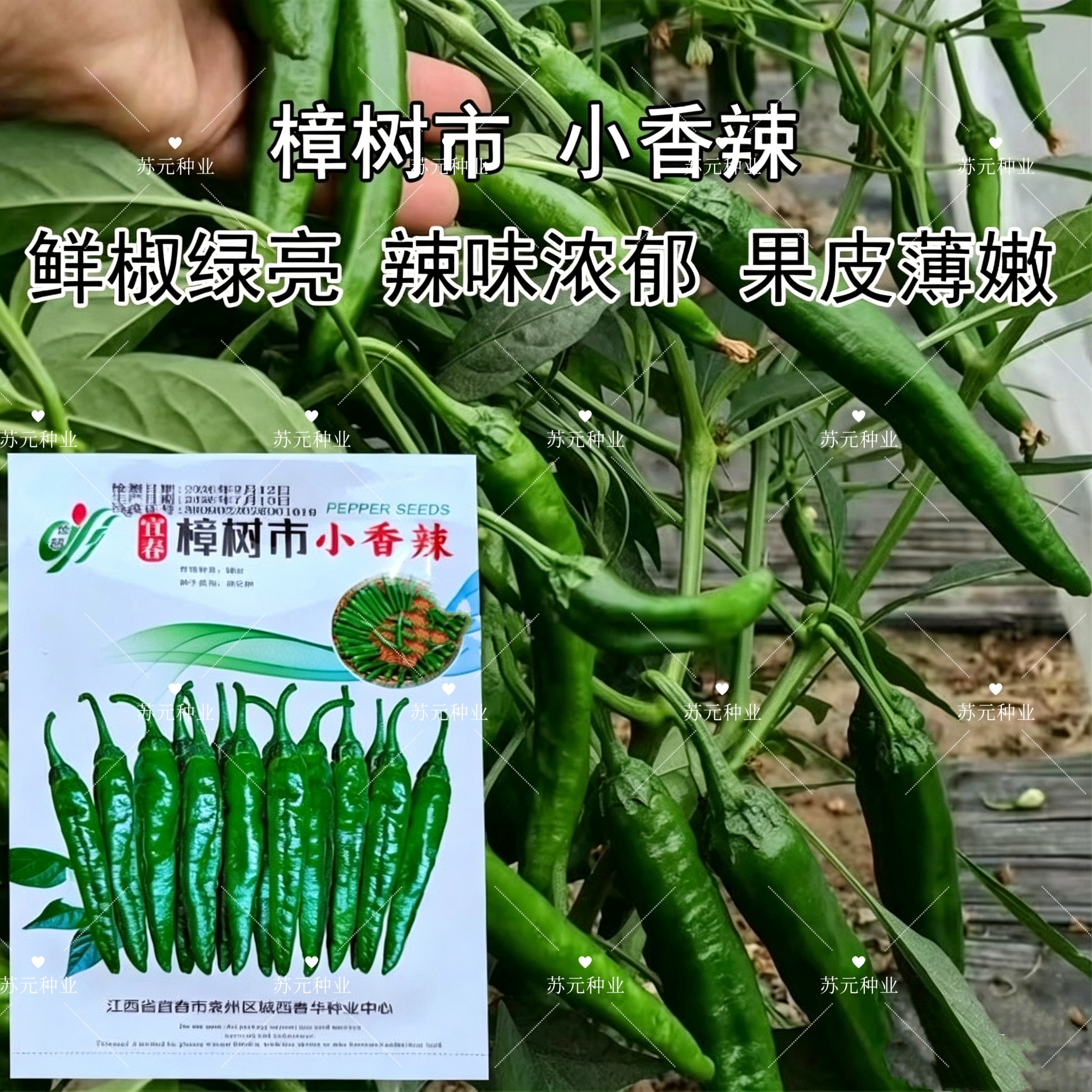 樟树市小香辣辣椒种子早熟羊角椒耐低温挂果多香辣脆甜可连续采收