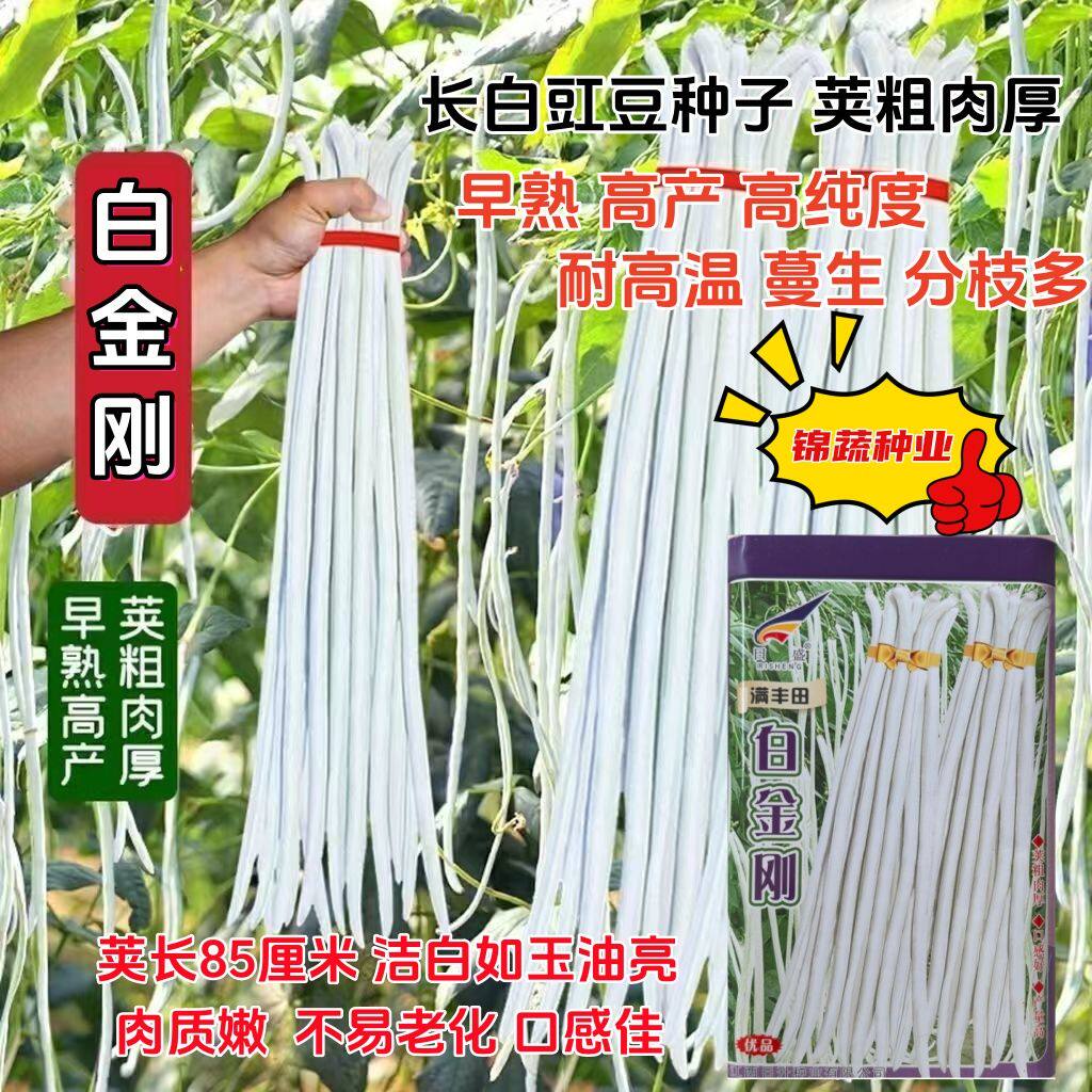 白金刚白玉豇豆种子早熟高纯度耐高温白豆角种籽春夏长豇豆农家孑