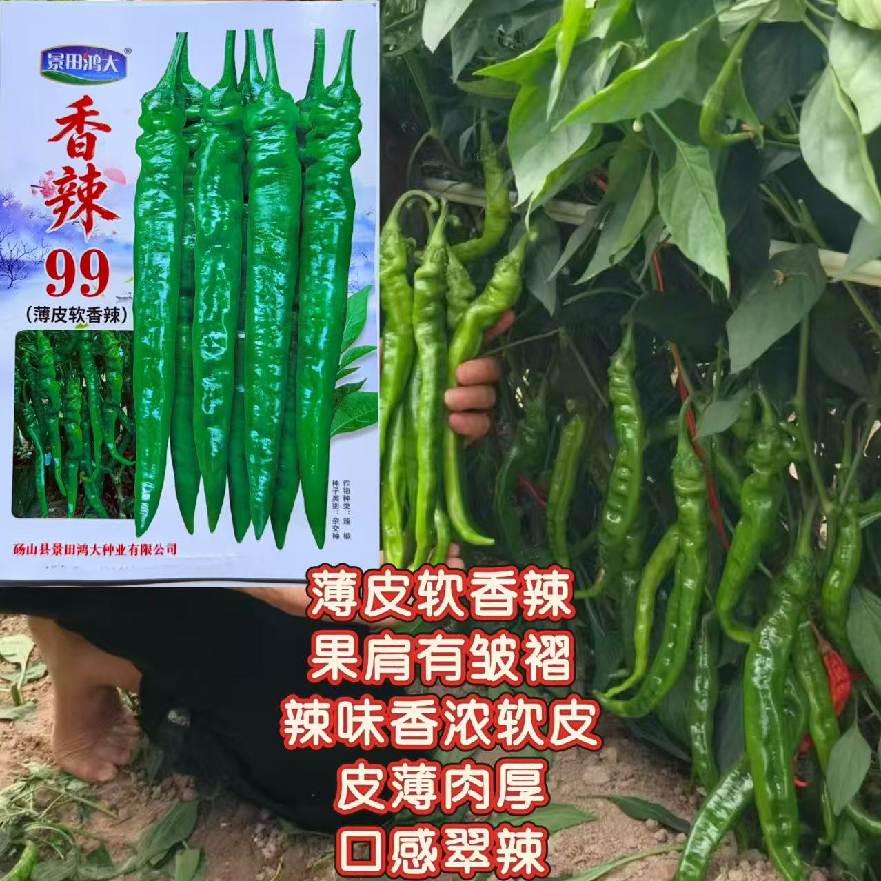 香辣99辣椒种子薄皮软香辣长果抗病高产南北可种香辣辣椒果实饱满