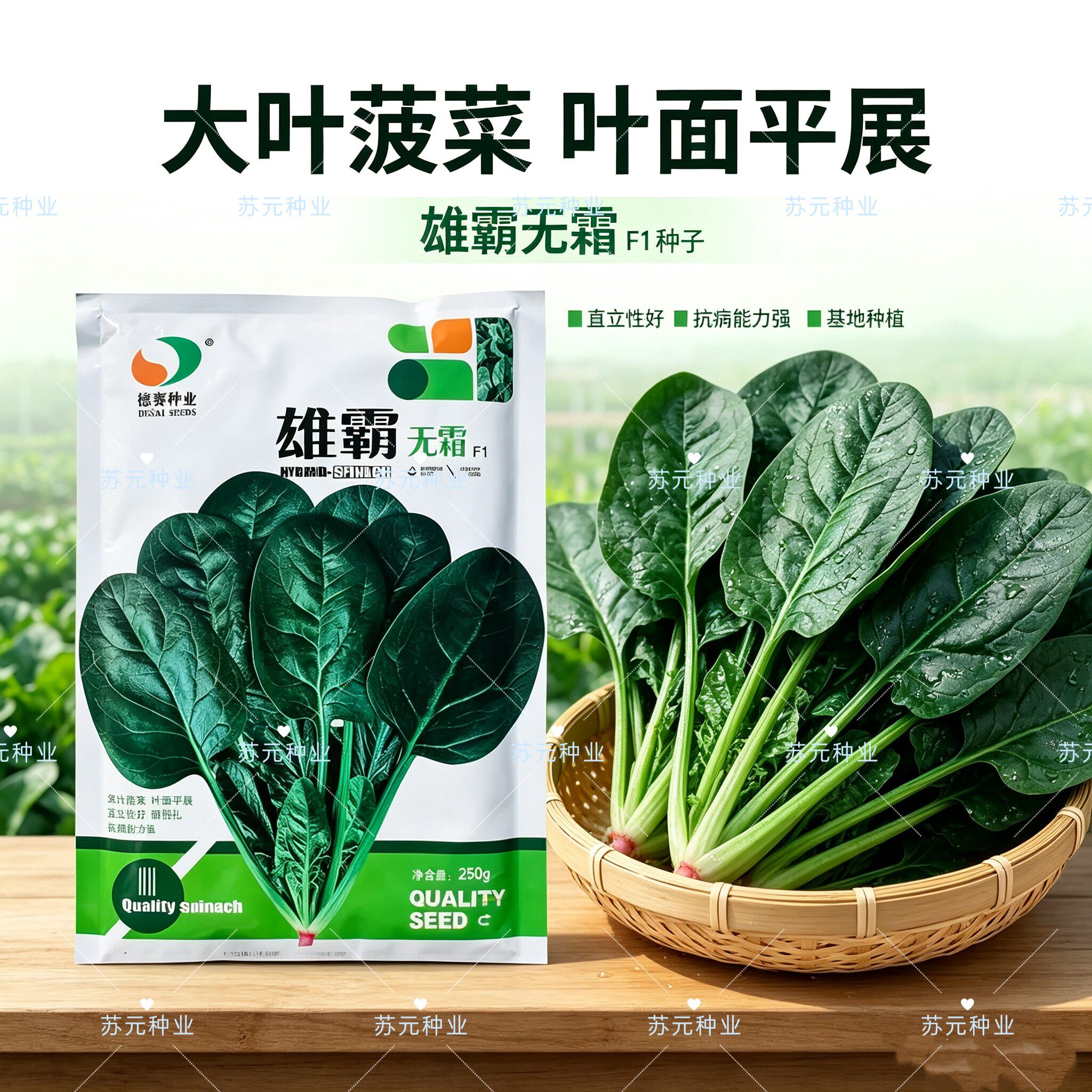 德赛 雄霸无霜菠菜种子丹麦进口菠菜深绿叶易捆扎高抗病菠菜种子