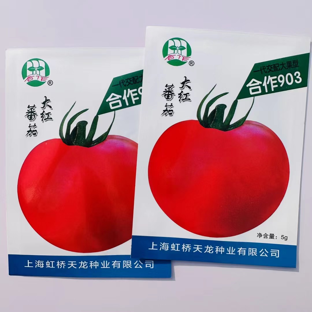 上海903大红番茄种子早熟酸甜可口西红柿种孑大棚基地蔬菜籽