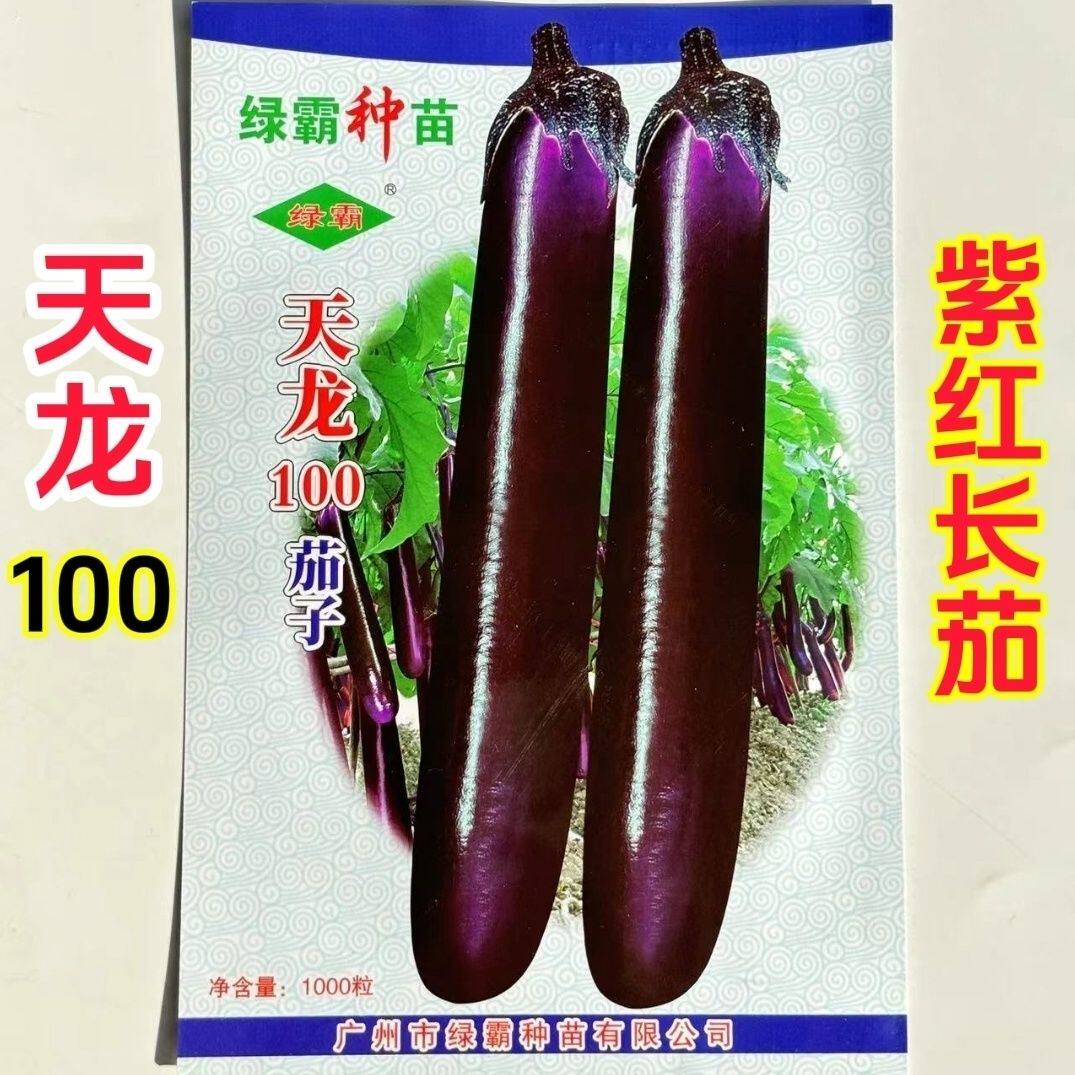 绿霸天龙100紫红长茄种子中晚熟茄子种籽春秋播种深紫红色长棒形