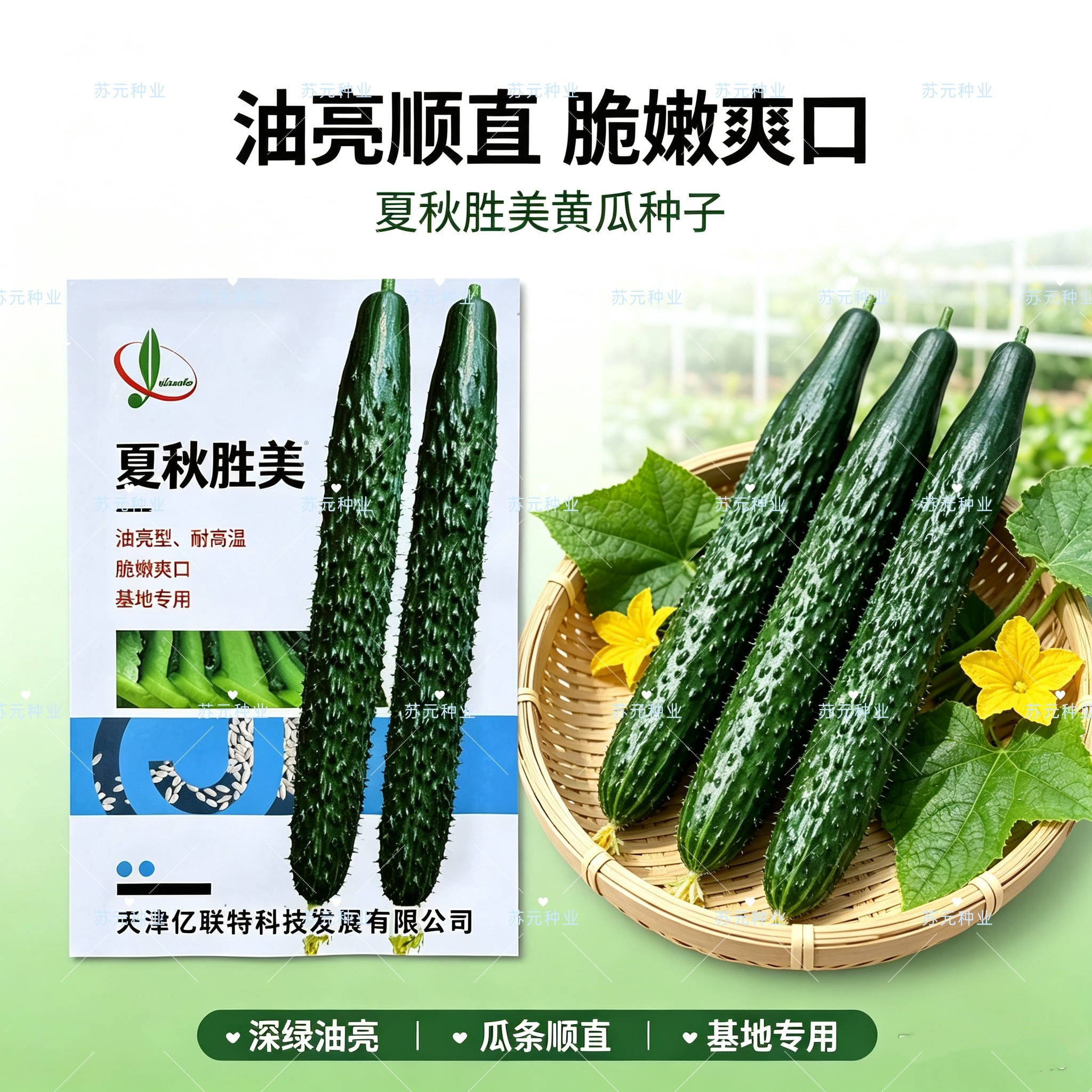 夏秋胜美耐高温黄瓜种子 绿皮绿瓤油亮高产抗热抗病 农家夏秋播种