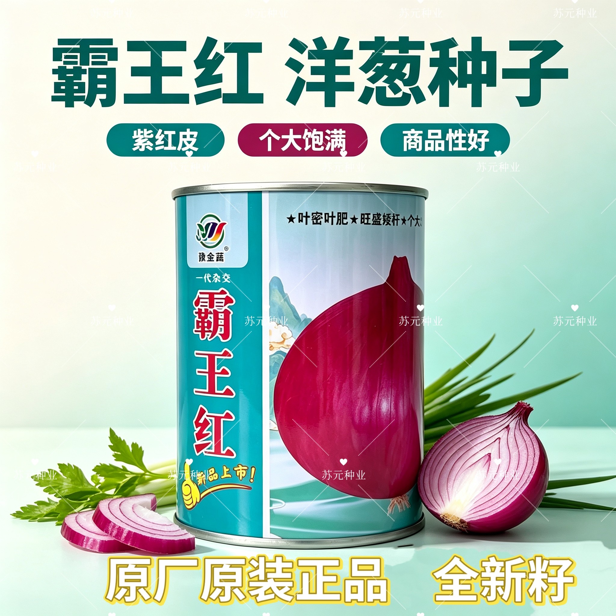 霸王红大果洋葱种子矮杆膨球快耐储运耐抽苔抗病高产大果洋葱种籽