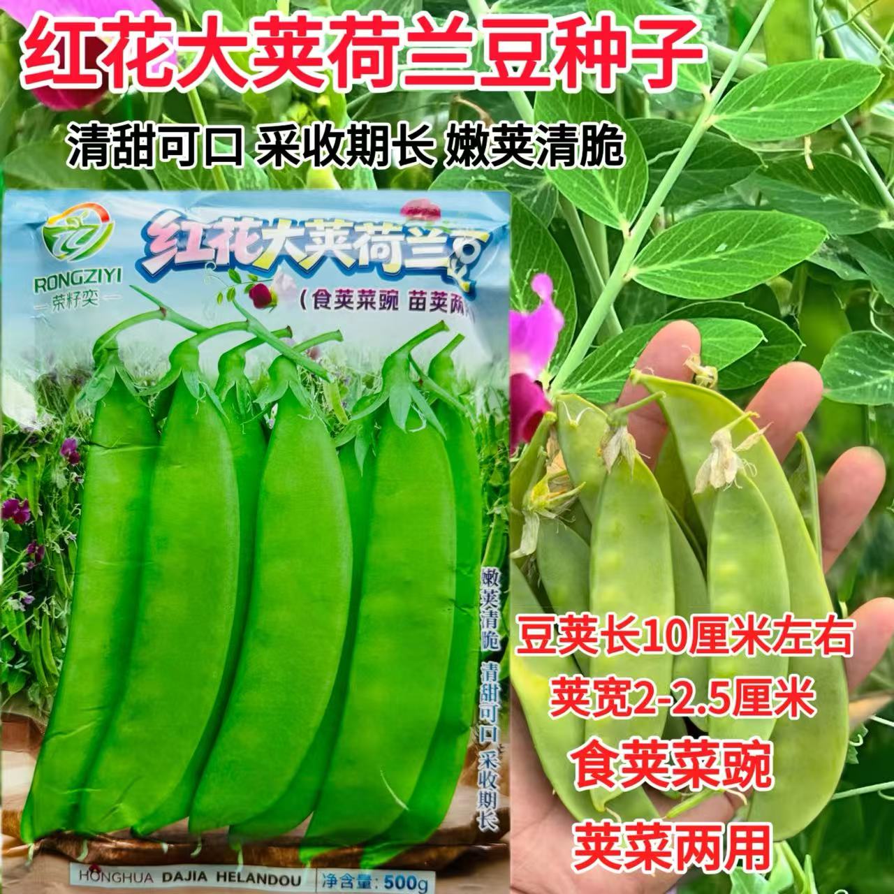 红花大荚荷兰豆种子食荚菜豌苗荚两用型嫩荚皮薄脆甜抗病高产秋播