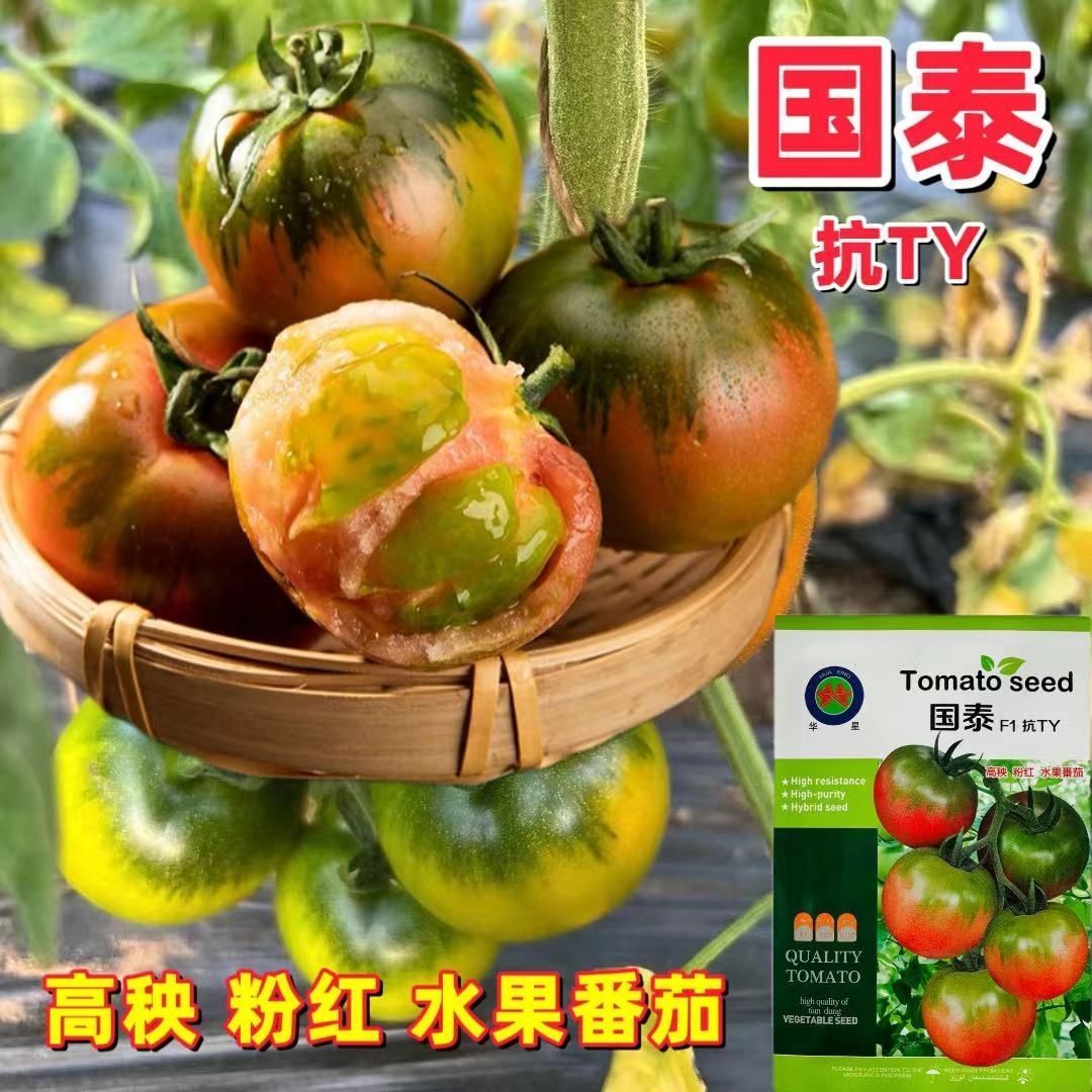 国泰草莓番茄种子粉红高抗TY病毒铁皮柿子种孑高产水果番茄种籽