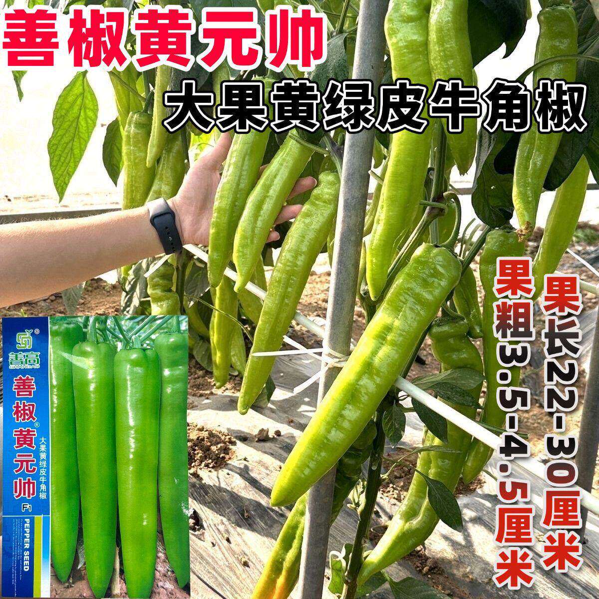 善椒黄元帅辣椒种子大果尖椒黄绿皮早中熟辣味中等抗病高产牛角椒