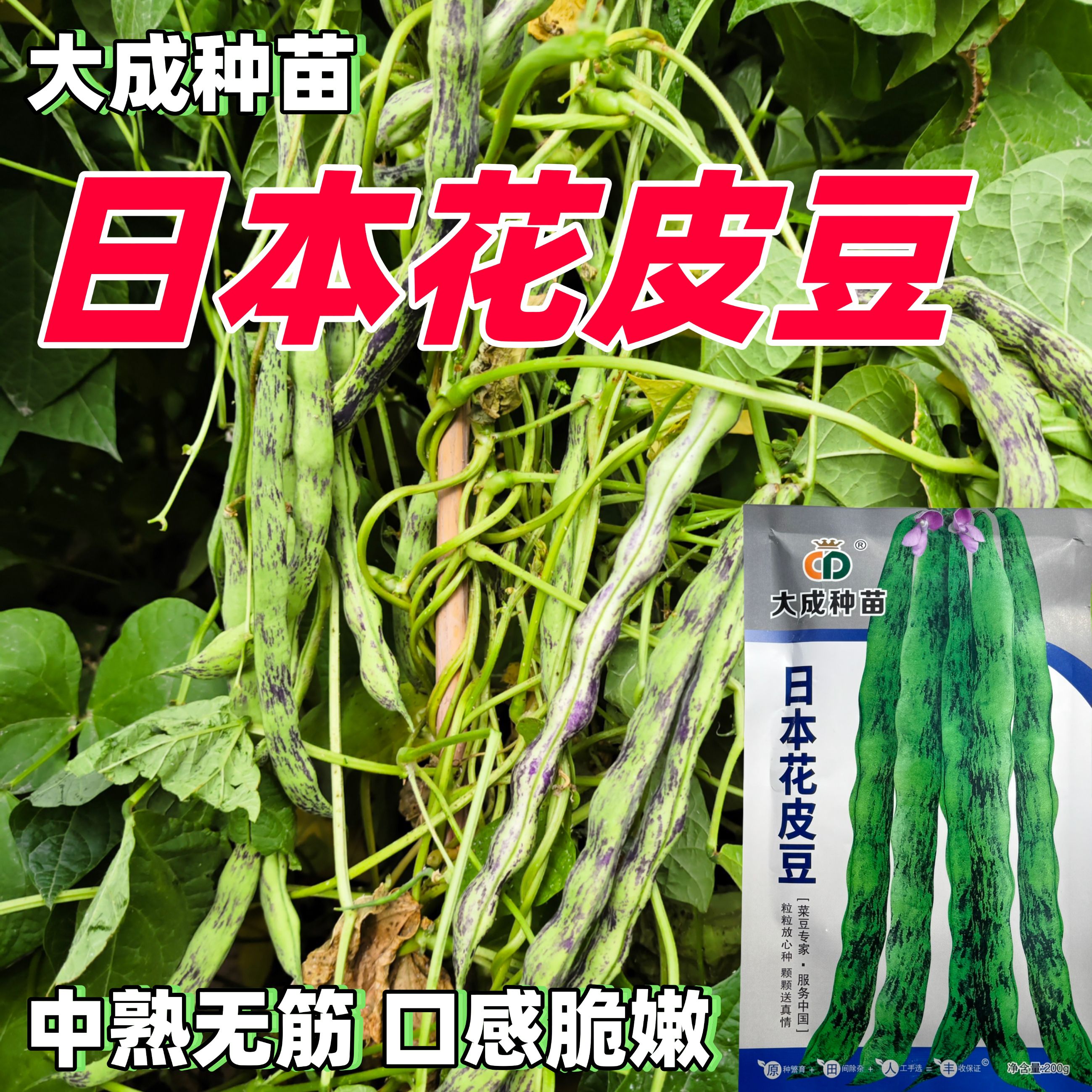 日本花皮豆种子早熟无筋高产抗病四季豆种籽菜豆芸豆紫纹架豆角孑