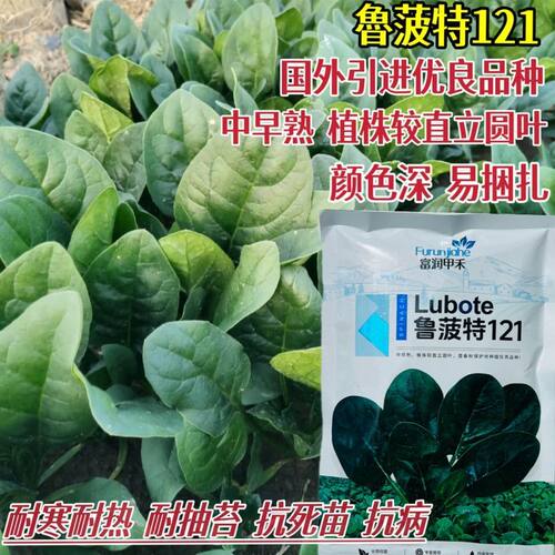 鲁菠特121菠菜种子种籽春秋早熟耐寒耐热捆扎直立死苗圆叶抽苔