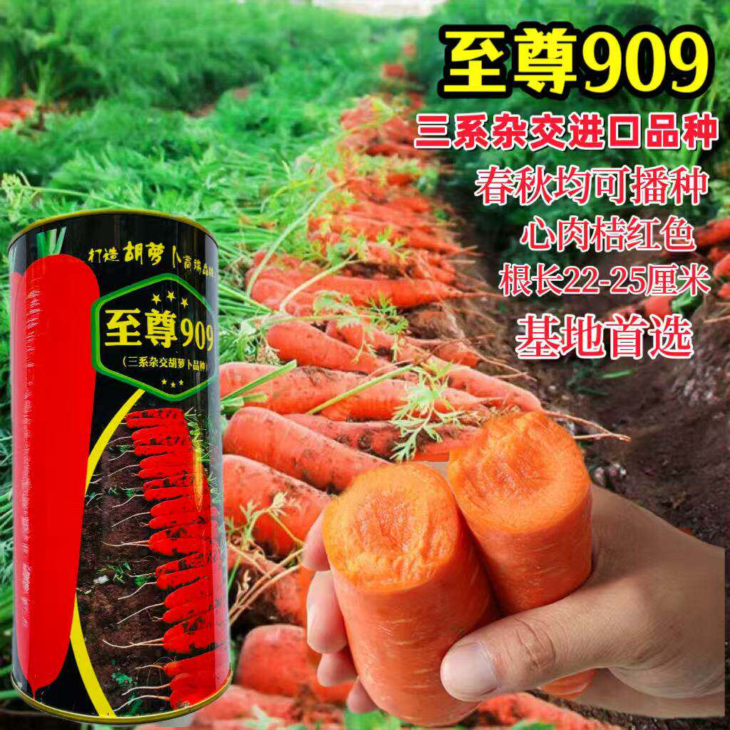 至尊909进口胡萝卜种子籽耐热耐寒口感甜脆高产三红胡萝卜