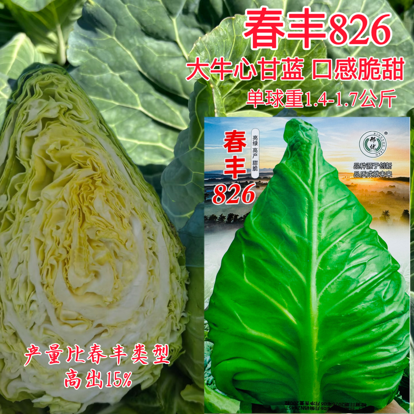 春丰826大牛心甘蓝种子丰产性好早熟耐抽苔耐裂包菜种子耐寒性好