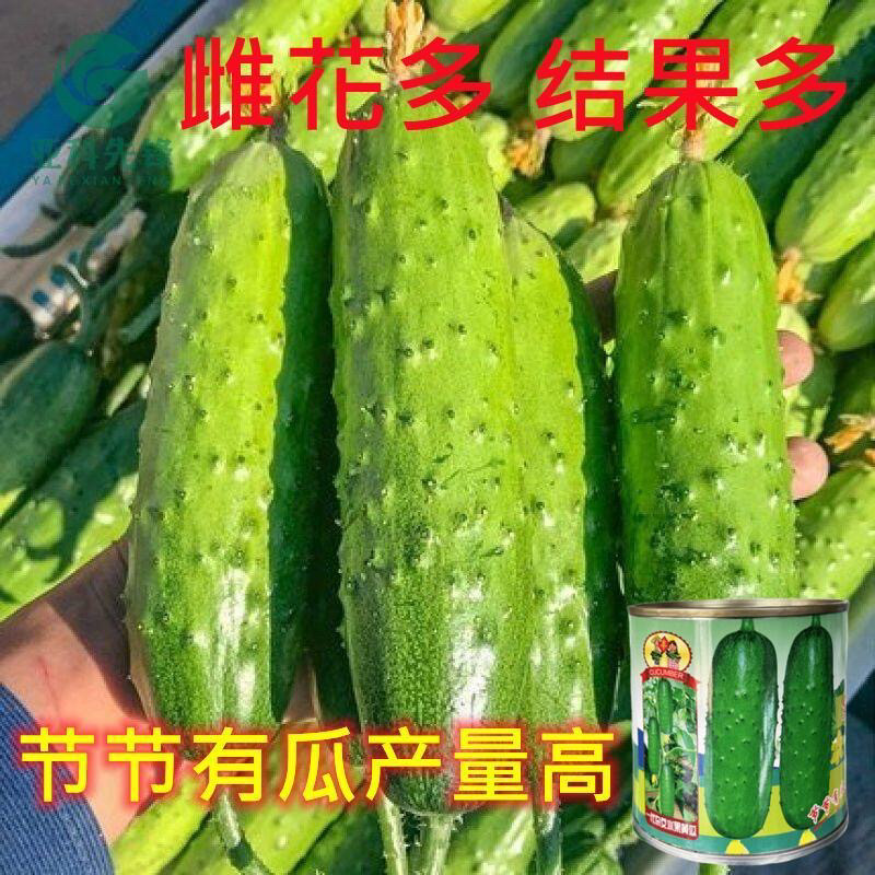 全雌水果黄瓜强磁黄瓜种子夏季耐高温新品种耐热美人黄瓜种籽