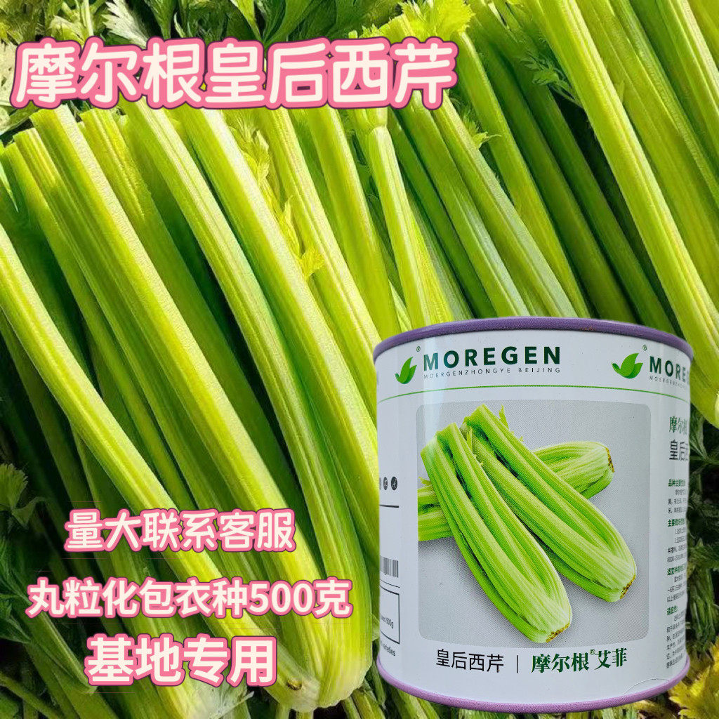 丸粒化西芹种子皇后西芹种籽单粒播种包衣种四季耐热芹菜种子