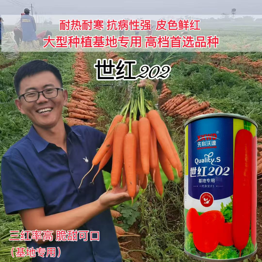世红202胡萝卜种子圆柱形三红胡萝卜耐热耐寒耐抽苔抗病好夏秋播
