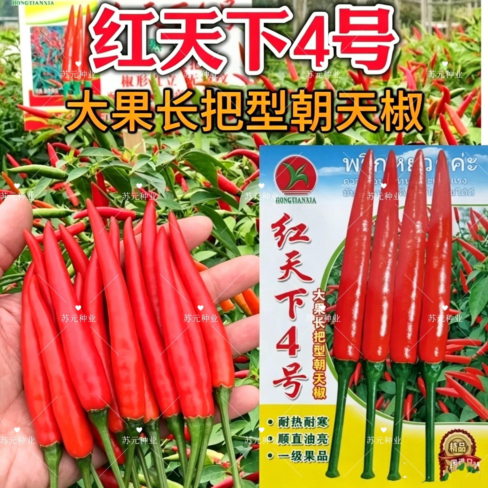 红天下4号辣椒种子大果长把型朝天椒种子大号中熟顺直油亮硬度好