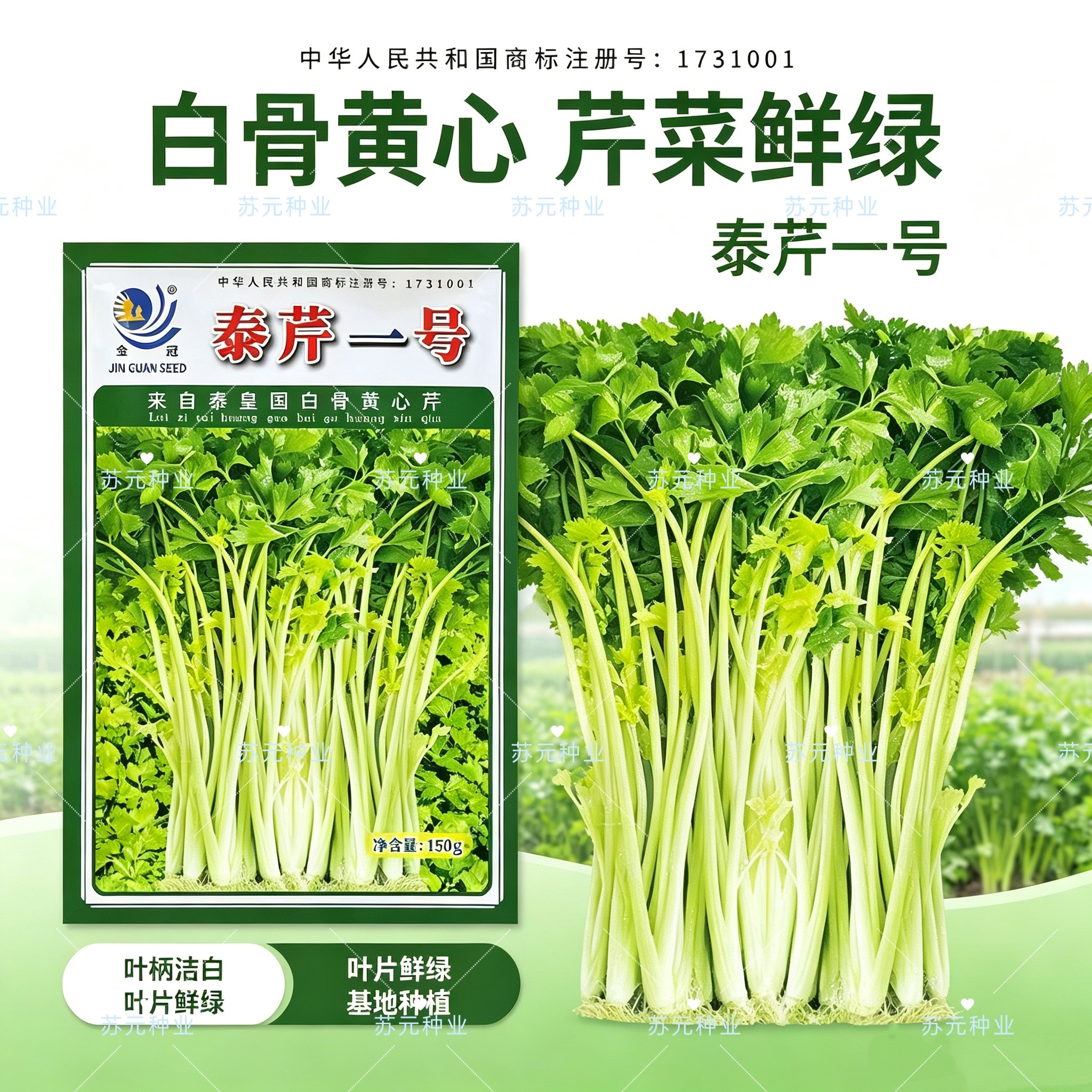 泰芹一号耐高温芹菜种籽泰国引种白骨黄心芹种子耐热空心芹菜种子