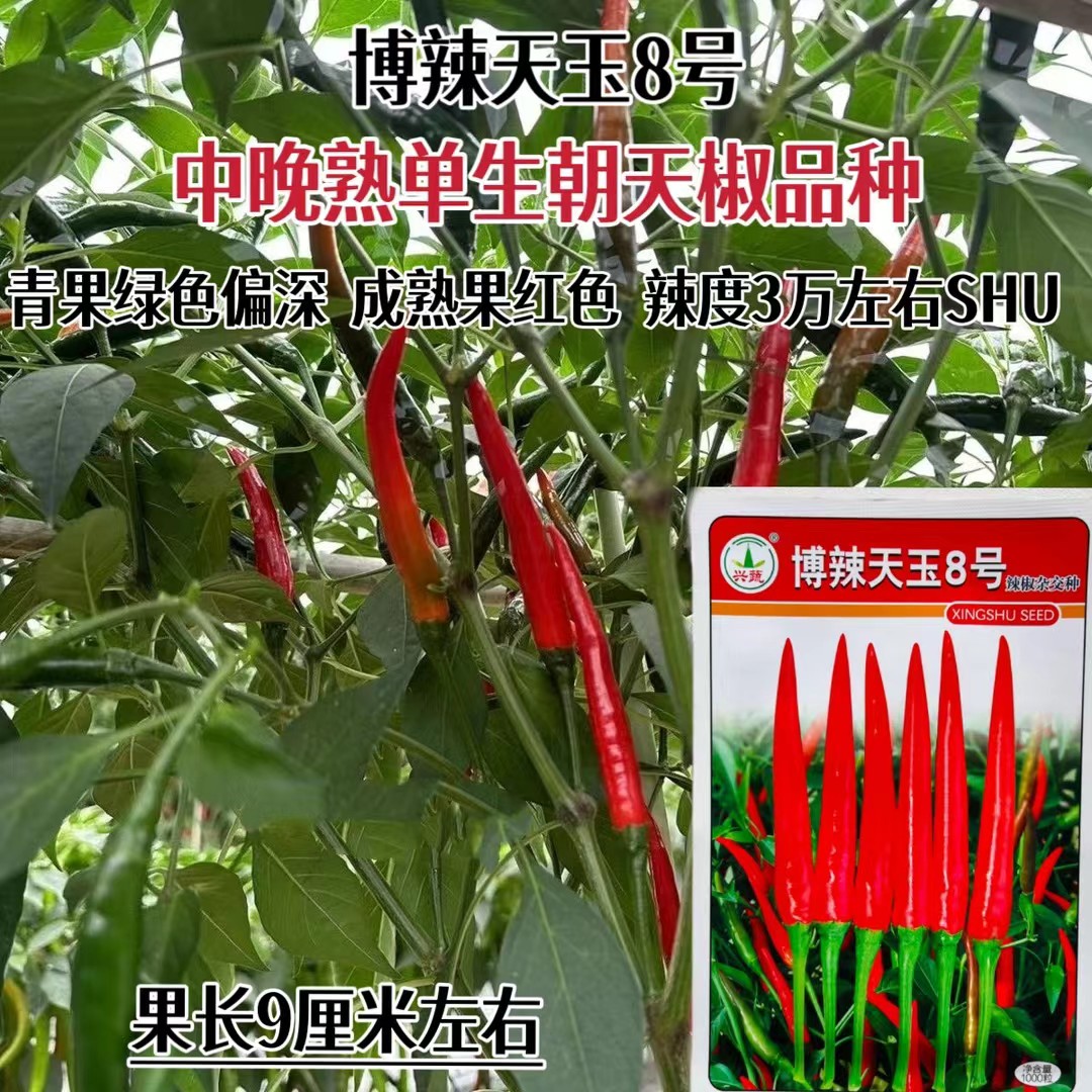 博辣天玉8号单生朝天椒种子中晚熟硬度好红色小米辣种籽丰产
