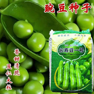 长寿豆一号豌豆种子早熟抗病高产水果甜豌四季农用大田青豌豆种籽