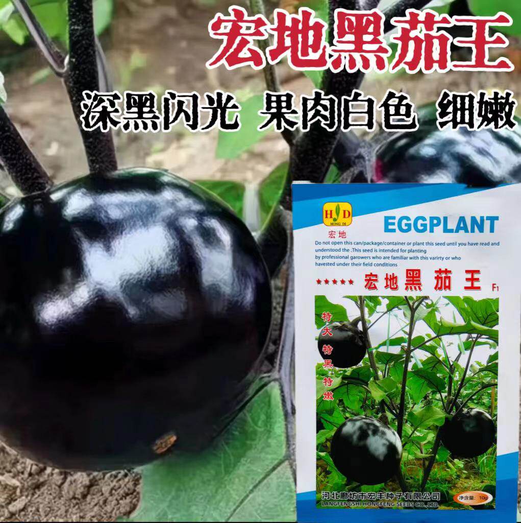 宏地黑茄王种子中熟黑又亮特大圆茄种籽果肉白色细嫩大田蔬菜孑