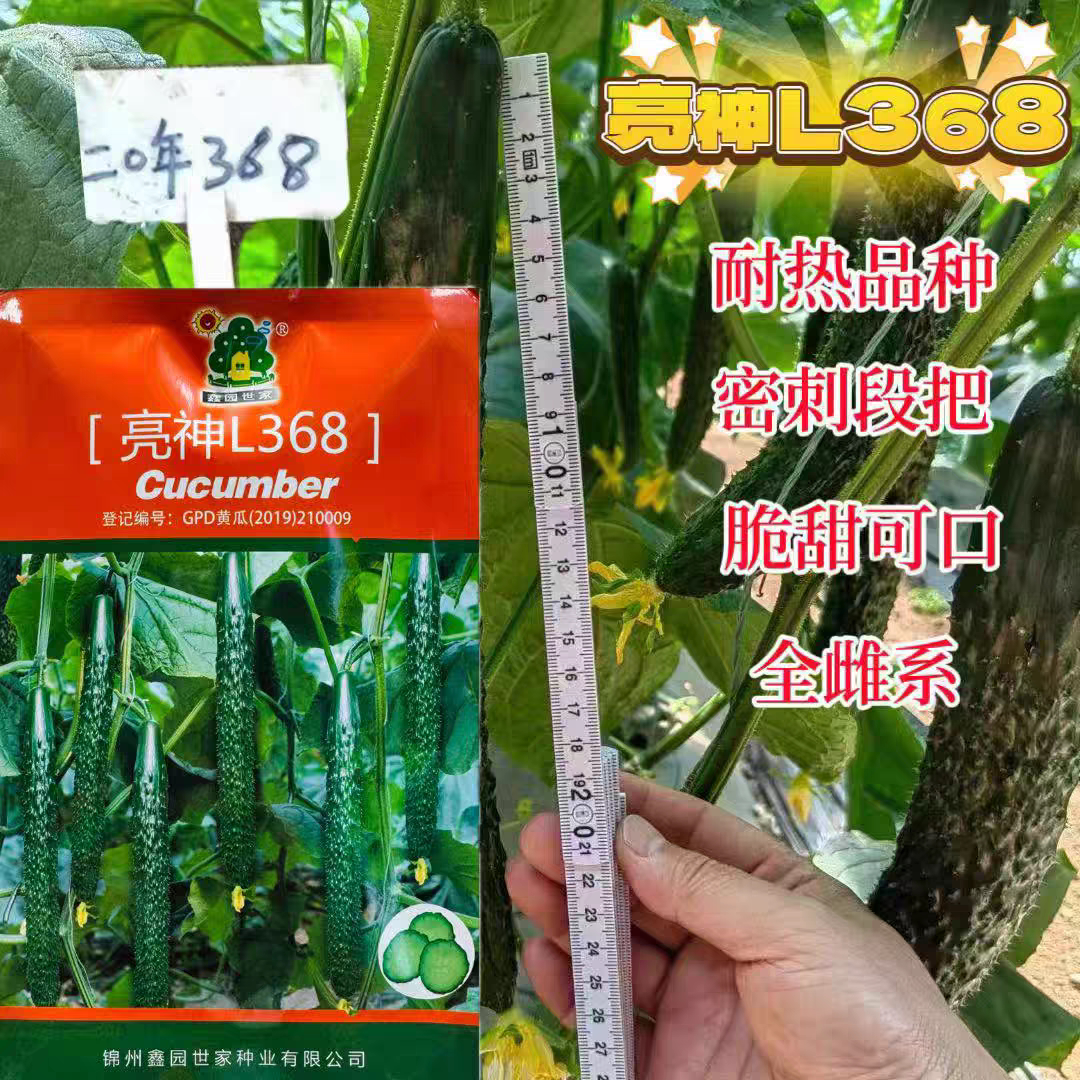 亮神368亮神短尊油亮黄瓜种子密刺高产抗病优质春秋露地大棚种植