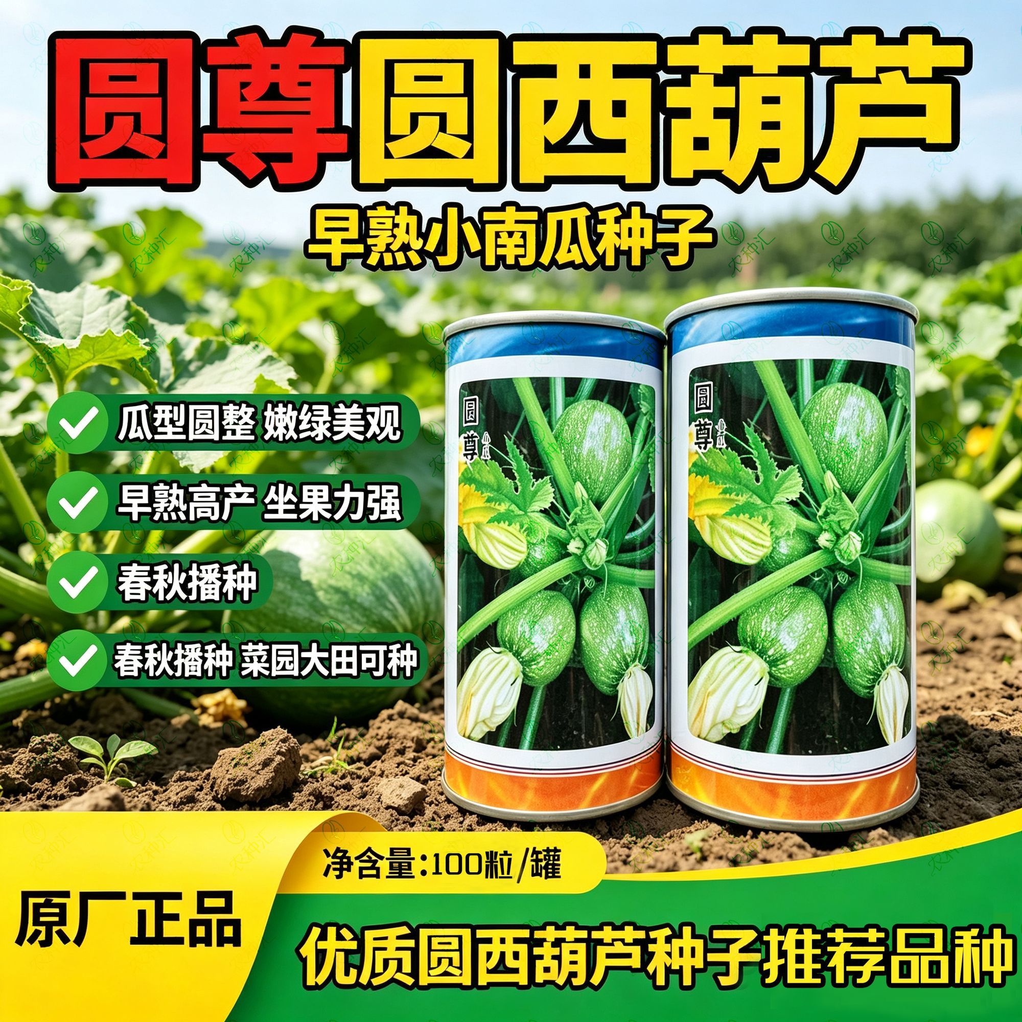 圆尊小瓜西葫芦种子早熟短蔓短蔓圆球形耐热耐寒春秋播种蔬菜种孑