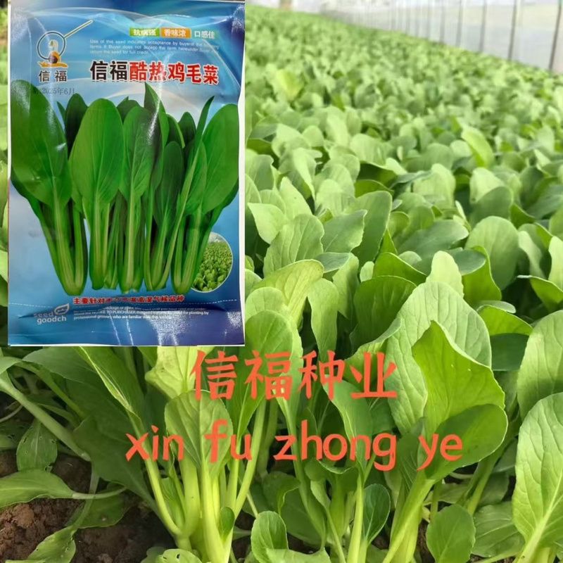 信福酷热鸡毛菜种子杂交耐热耐雨抗病南北方春夏秋播四季小白菜籽