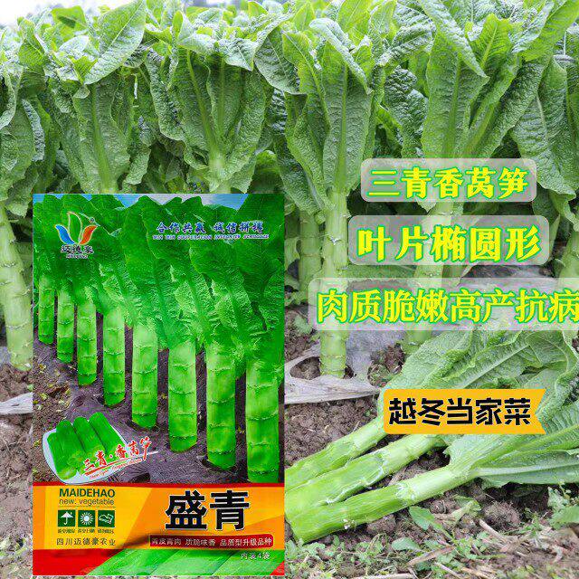 盛青香莴笋种子高产抗病肉质脆嫩三青莴苣种籽农家菜园纯秋精选种