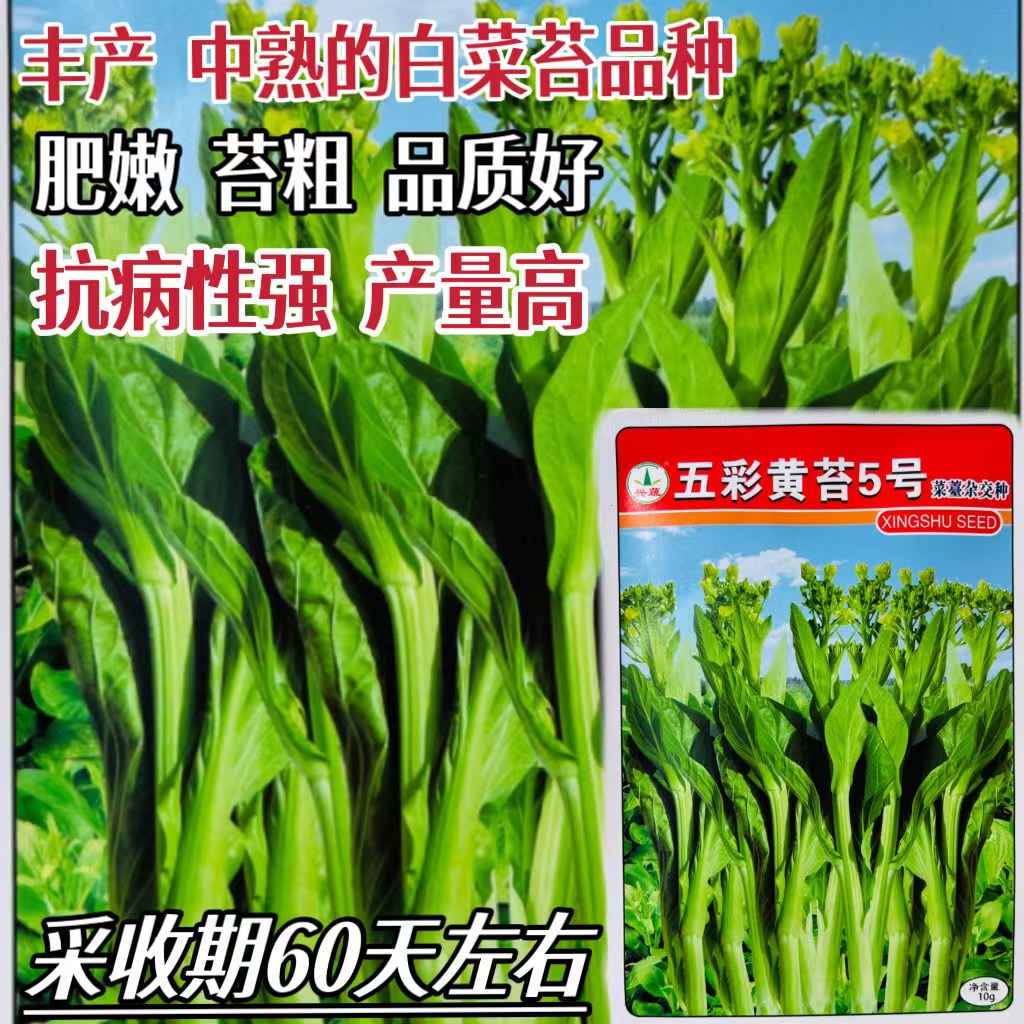 兴蔬五彩黄菜苔5号中熟黄绿甜菜心种子甜肥嫩苔粗品质好基地用种