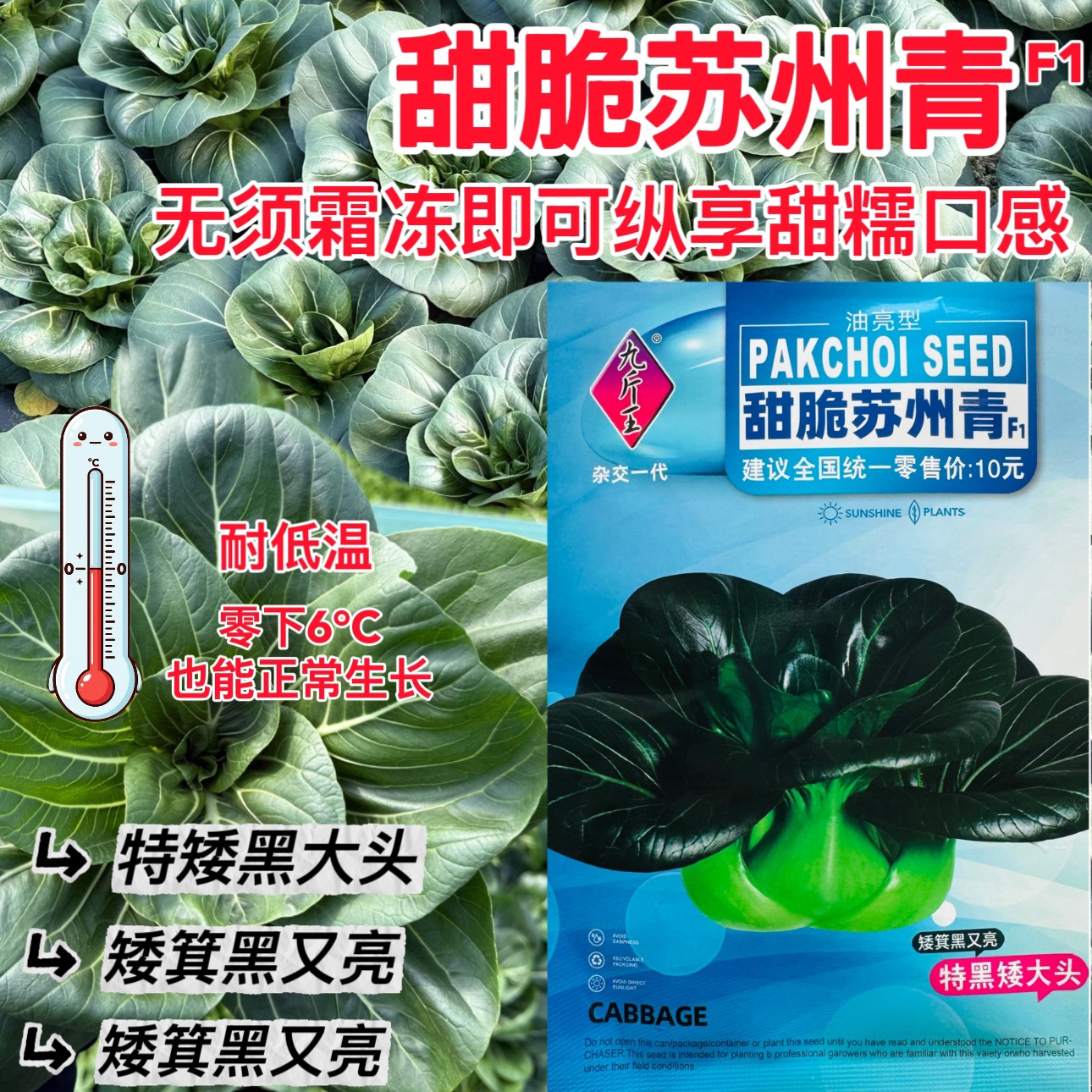 甜脆苏州青种子 油亮黑叶矮棵束腰耐寒夏秋青菜种籽