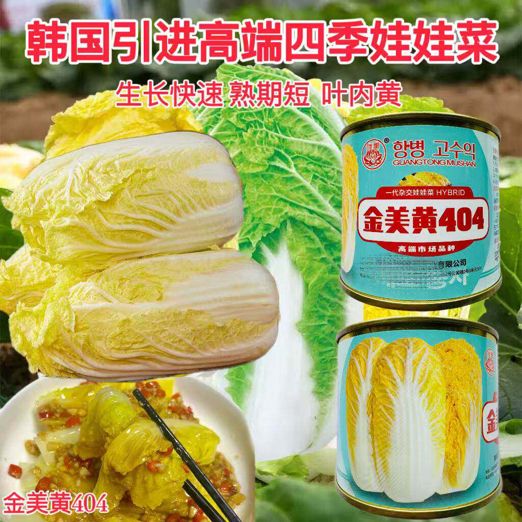 国外进口金美黄404娃娃菜种子一代杂交新型黄心娃娃菜白菜种籽孑