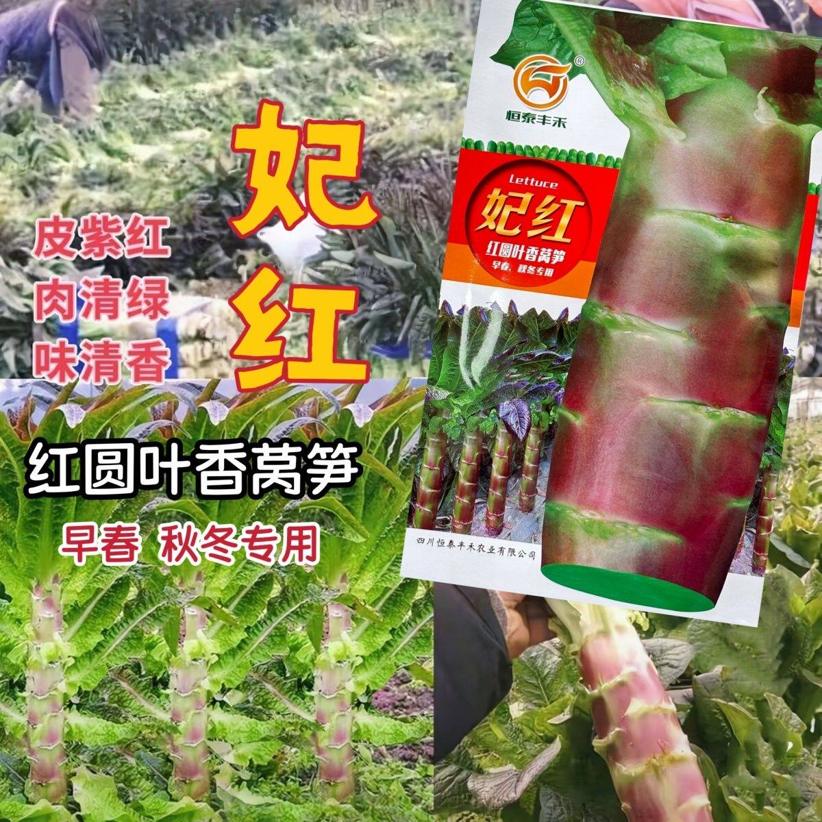 妃红圆叶莴笋种子红皮绿肉莴笋种籽永安莴笋种子耐寒高产肉质脆