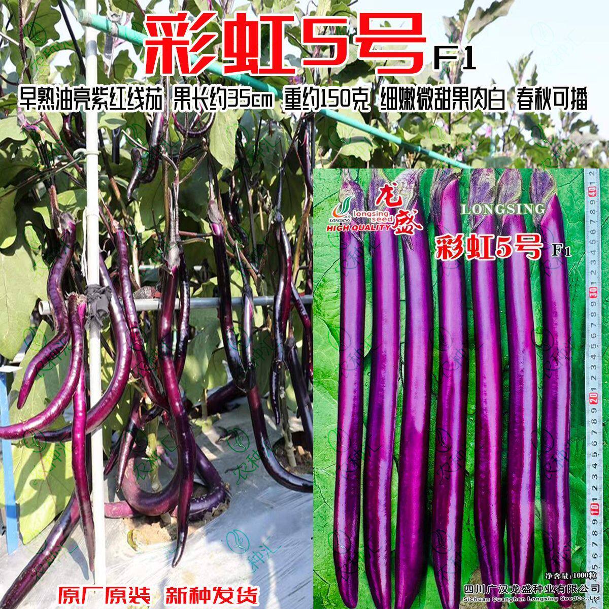 彩虹5号紫茄种子尾部钝尖果肉白色肉质细嫩春秋大棚紫长线茄种籽