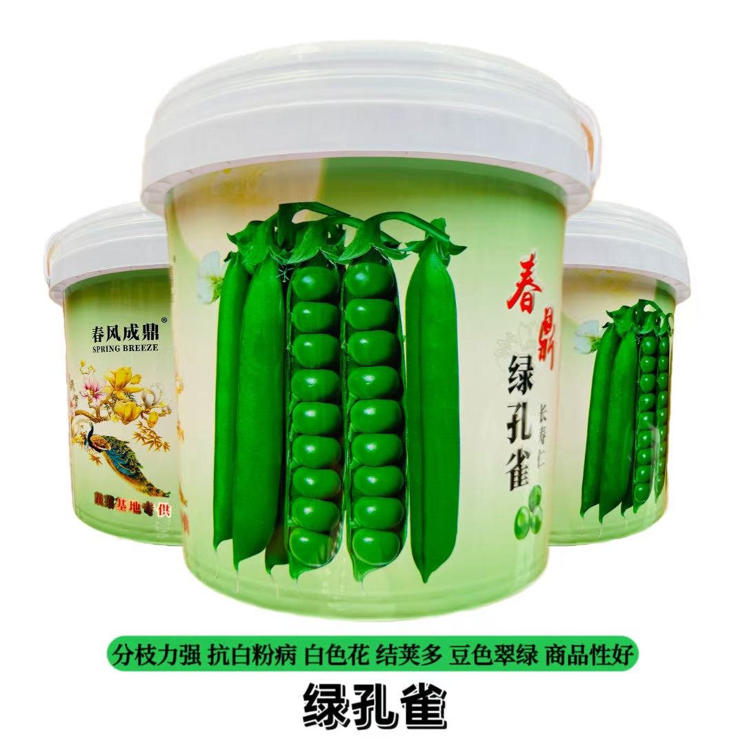 绿孔雀长寿仁豌豆种子耐寒豆荚种籽春秋季大荚白花甜脆青豌豆