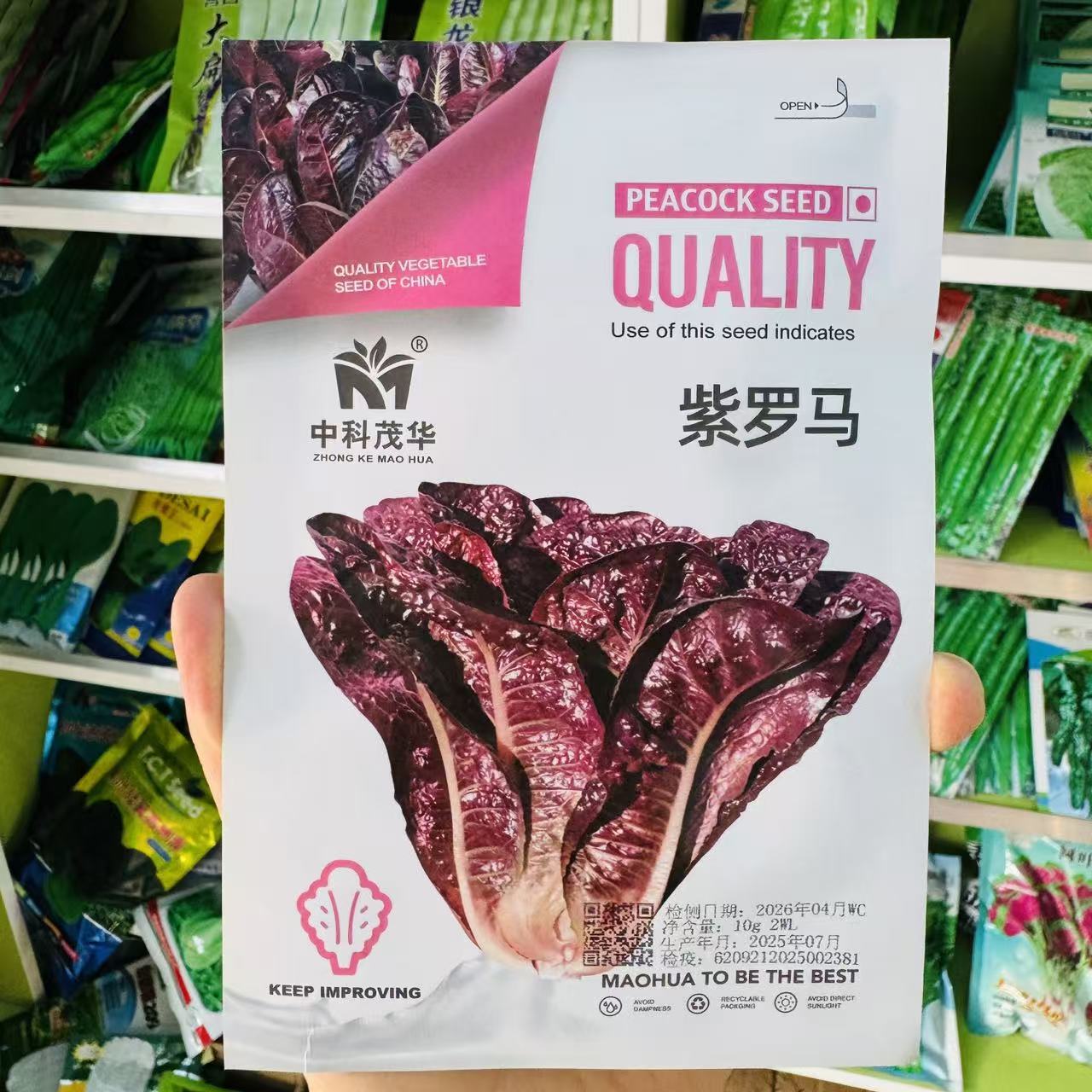 正宗紫孔雀菜种子紫罗马生菜包心生菜种籽四季种蔬菜种子紫生菜