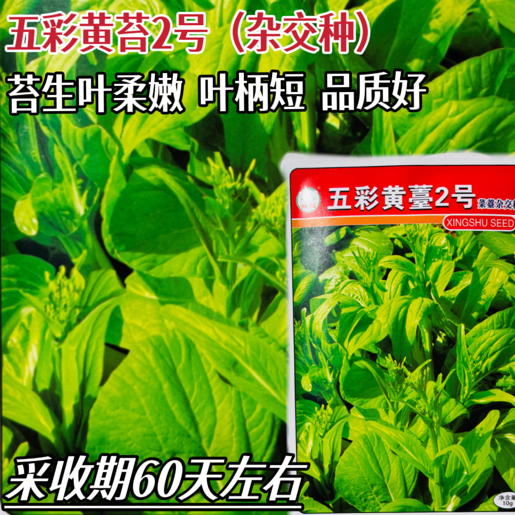 五彩黄薹2号黄菜苔种子浅黄绿色菜苔种籽苔粗耐热抗寒口感好